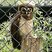 Brown Wood-Owl
